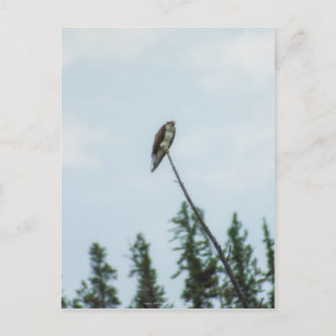 Carte Postale Balbuzard pêcheur 9028