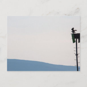 Carte Postale Balbuzard pêcheur devant l'île du Mont-Désert, Mai