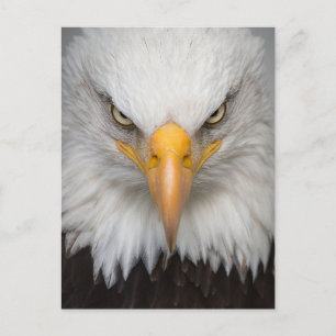 Carte postale Bald Eagle