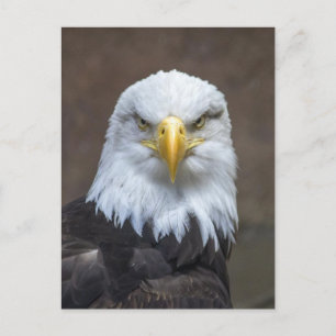 Carte Postale Bald Eagle