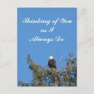 Carte postale Bald Eagle