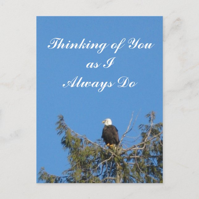Carte postale Bald Eagle (Devant)