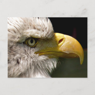 CARTE POSTALE BALD EAGLE