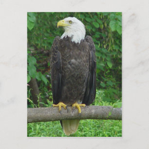 Carte postale Bald Eagle