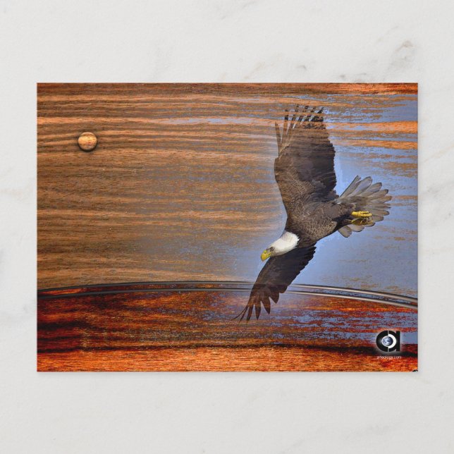 CARTE POSTALE BALD EAGLE (Devant)