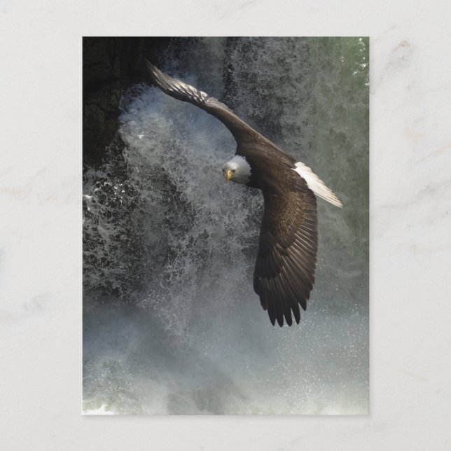 Carte postale Bald Eagle (Devant)
