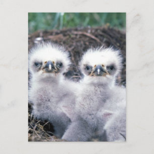 Carte Postale Bald Eagle Chicks