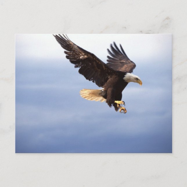 Carte Postale Bald Eagle Dive (Devant)