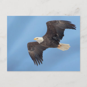 Carte Postale Bald Eagle en vol
