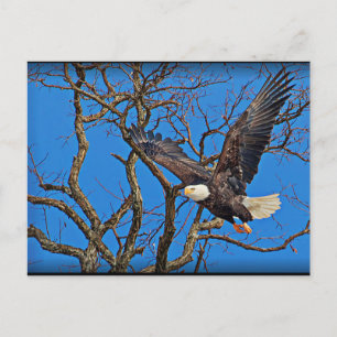 Carte Postale Bald Eagle en vol