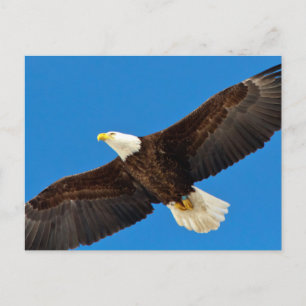 Carte Postale Bald Eagle en vol