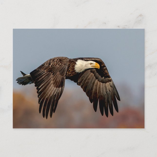 Carte Postale Bald Eagle en vol (Devant)