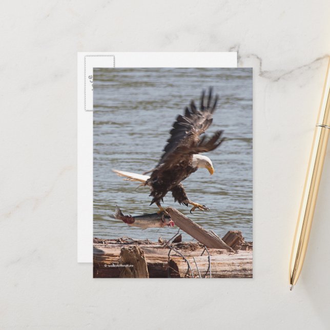 Carte Postale Bald Eagle essaie de s'envoler avec Saumon (Devant/Arrière en situation)