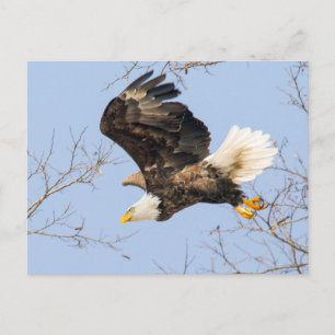 Carte Postale Bald Eagle Eyes