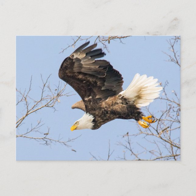 Carte Postale Bald Eagle Eyes (Devant)