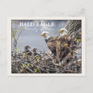 Carte Postale Bald Eagle Famille de quatre