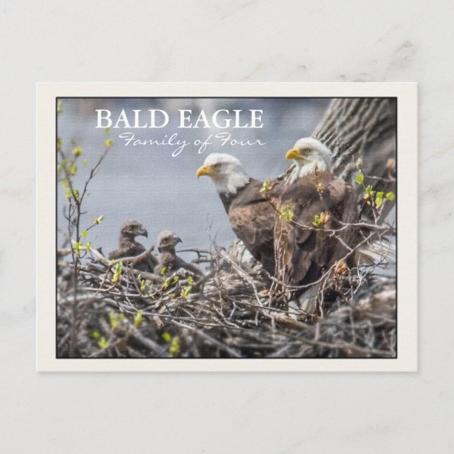 Carte Postale Bald Eagle Famille de quatre (Devant)