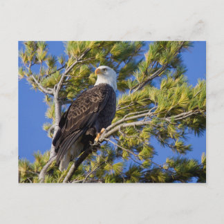 Carte Postale Bald Eagle II