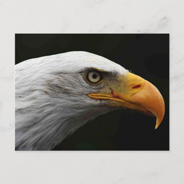 Carte Postale Bald Eagle pcna (Devant)