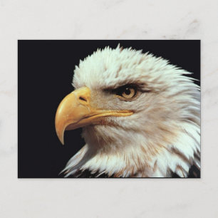 Carte Postale Bald Eagle photo