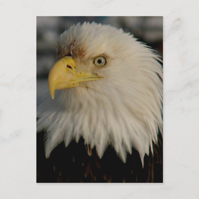 Carte Postale Bald Eagle Portrait (Devant)