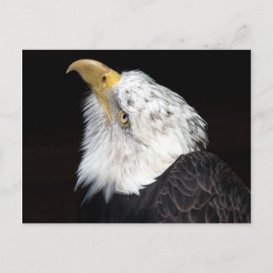 Carte Postale Bald Eagle Portriat