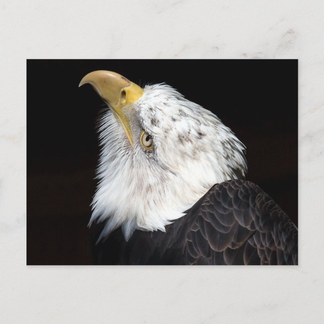 Carte Postale Bald Eagle Portriat (Devant)