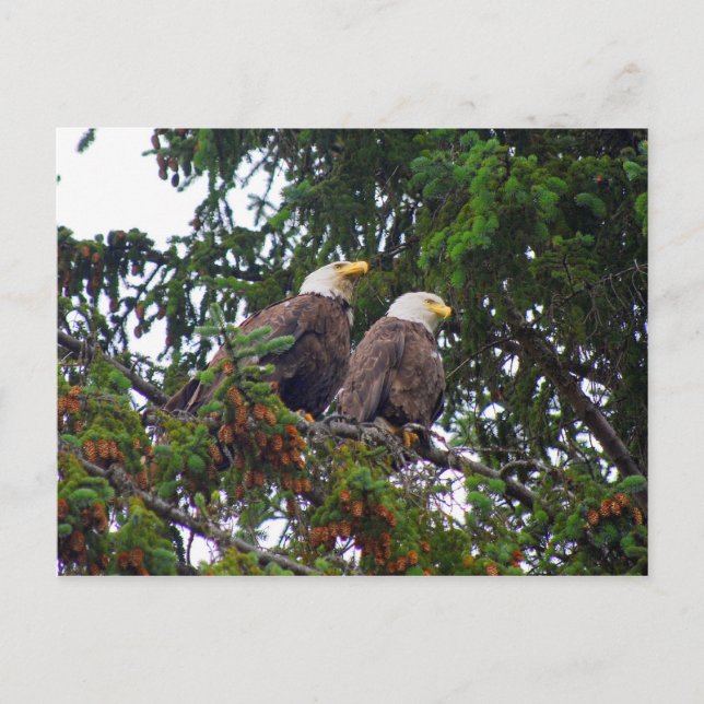Carte postale Bald Eagles (Devant)