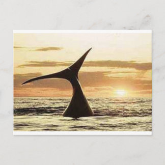 Carte Postale baleine