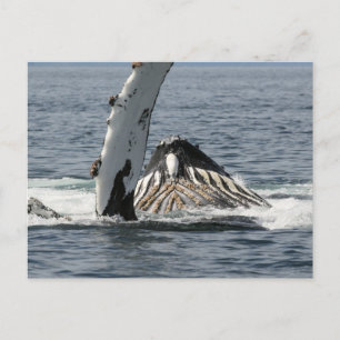 Carte Postale Baleine à bosse