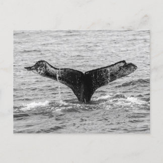 Carte Postale Baleine à bosse - Splash - Photographie de la faun