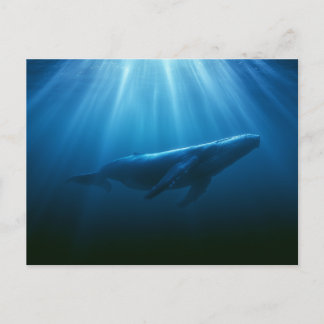 Carte Postale Baleine à bosses sous-marine