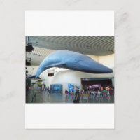 Baleine bleue