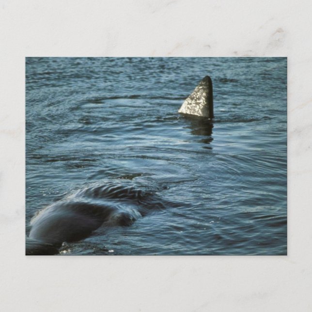 Carte Postale Baleine de Sperm (Devant)