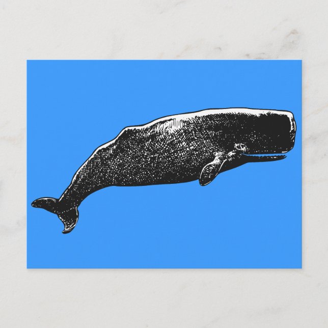 Carte Postale Baleine de Sperm (Devant)
