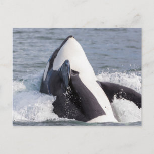 Carte Postale Baleine d'Orca