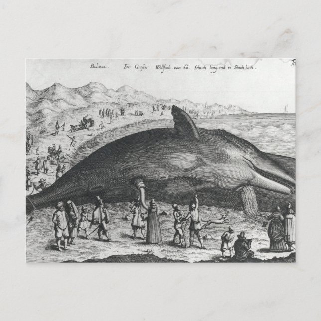 Carte Postale Baleine morte (Devant)