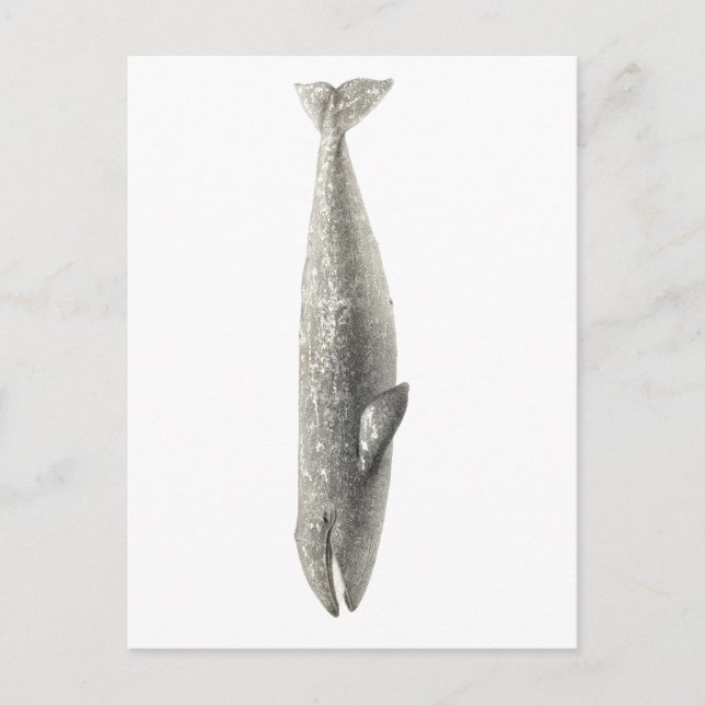 CARTE POSTALE "BALEINE" VIE MARINE (Devant)