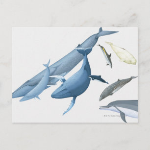 Carte Postale Baleines