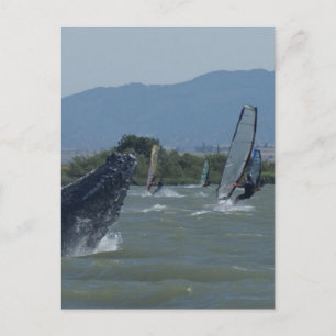 Carte Postale Baleines à bosse repoussées par les Windsurfers