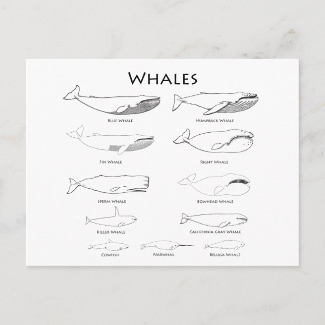 Carte Postale Baleines (illustrations d'art linéaire) (Devant)
