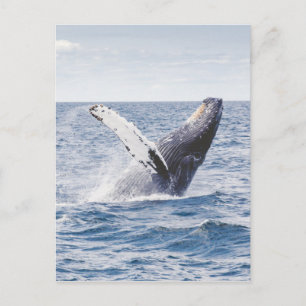 Carte Postale Baleines qui repoussent l'eau