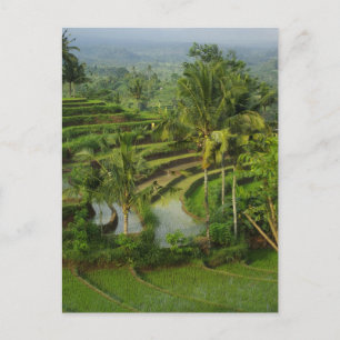 Carte Postale Bali - jeunes rizières et paumes de terrasse