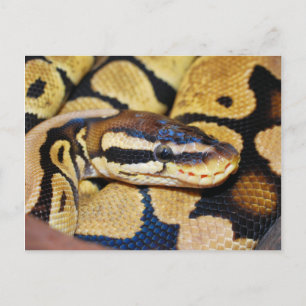 Carte Postale Balle Python, Enroulé, Visage