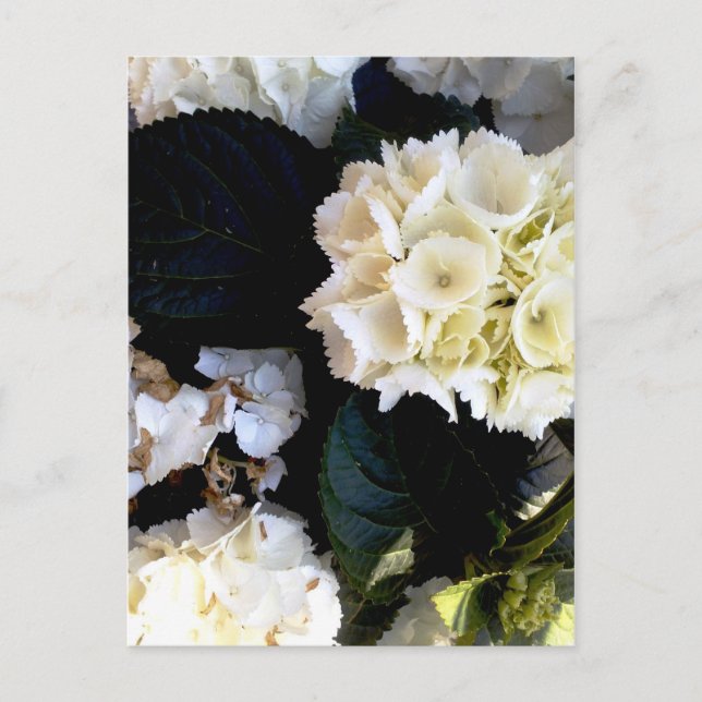 Carte Postale ballenstock de weissblühender (Devant)