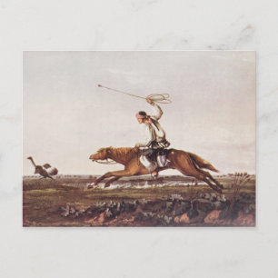 Carte Postale Balling Ostriches