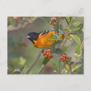 Carte Postale Baltimore Oriole