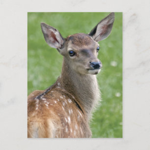 Carte postale Bambi