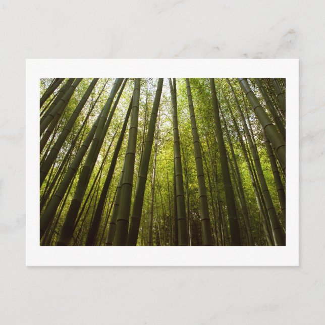 Carte Postale Bamboo Forest de Sagano, Kyoto Postcard (Devant)