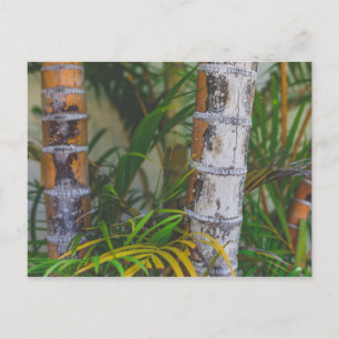 Carte Postale Bambou orange